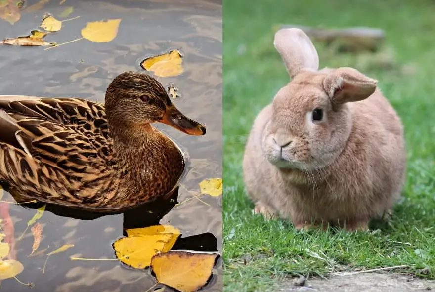 rabbit taste like duck rabbit taste like duck