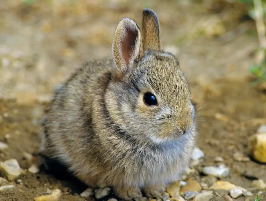 bunny vs rabbit difference
