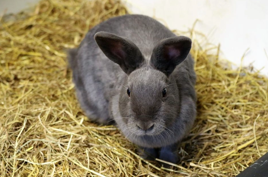 are rabbits good pets are rabbits good pets