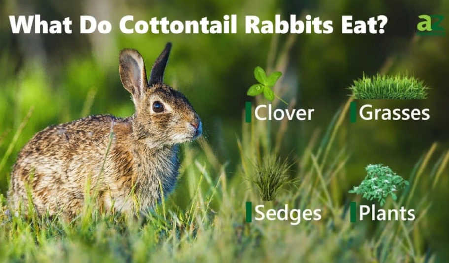 What do you feed wild rabbits?