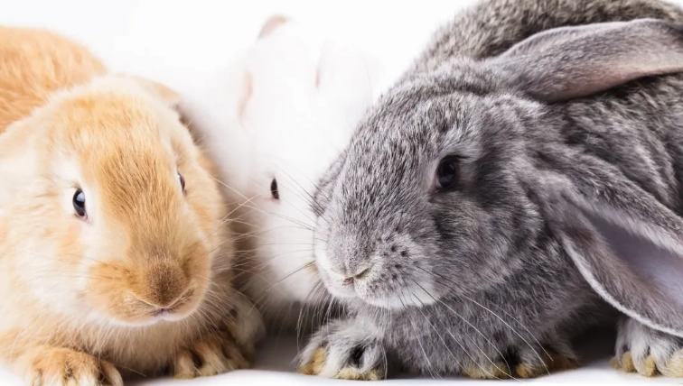 rabbit vs bunny difference