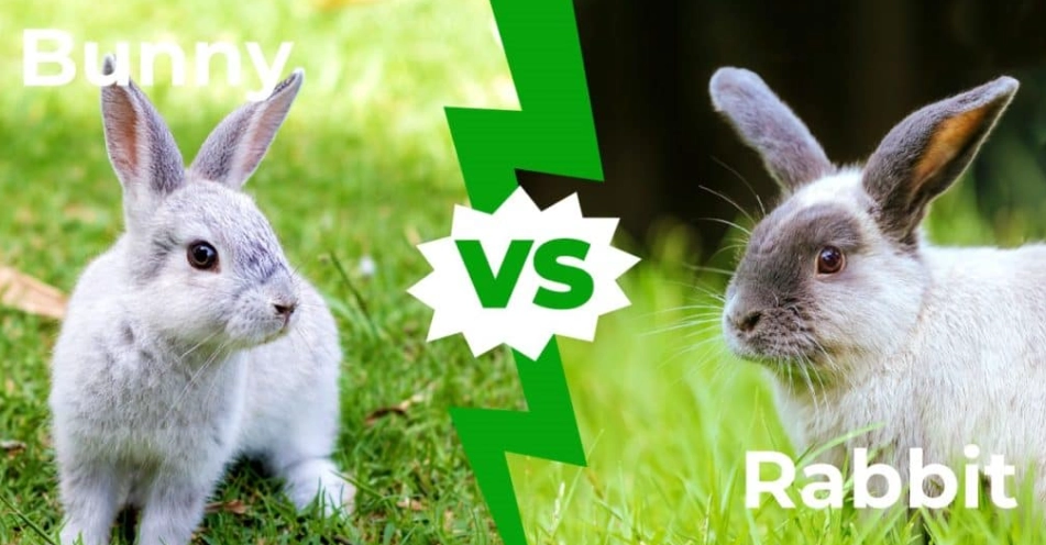 Is A bunny the same as a rabbit?