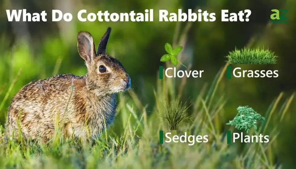 wild rabbit winter diet