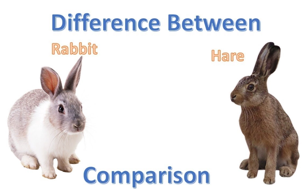 difference between rabbit and bunny