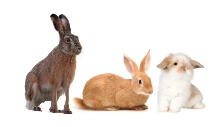 best pet rabbit breeds