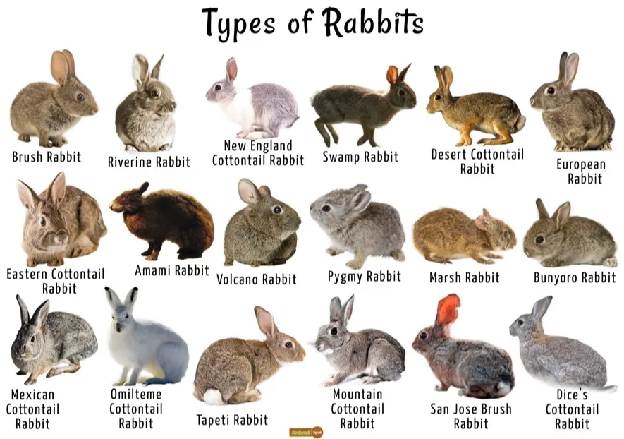 rabbit breeds guide