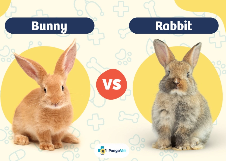 rabbit breeds guide