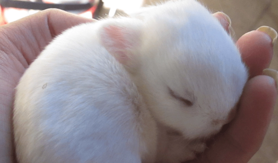 baby rabbits