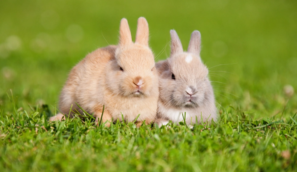bunny rabbit facts