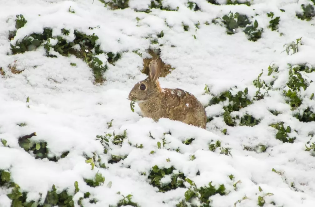 what do rabbits eat in winter