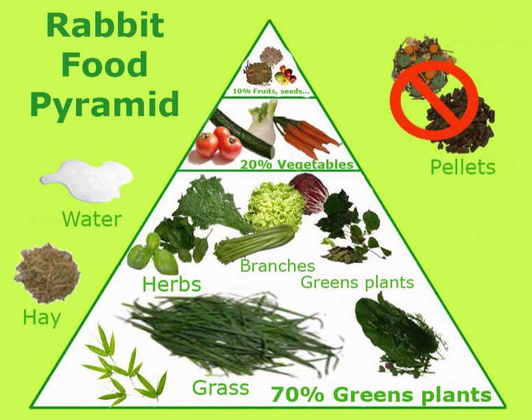 feeding wild rabbits safely