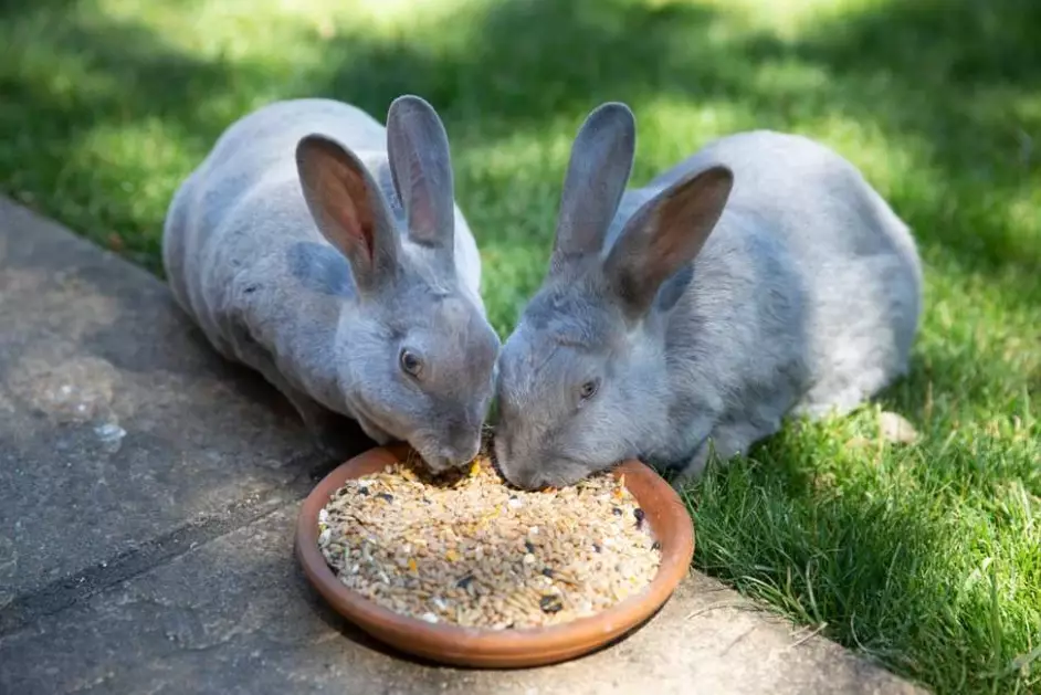 Do wild rabbits eat bird seed