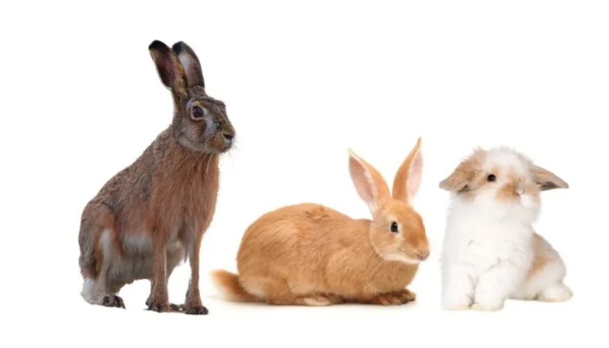 jackrabbit vs rabbit