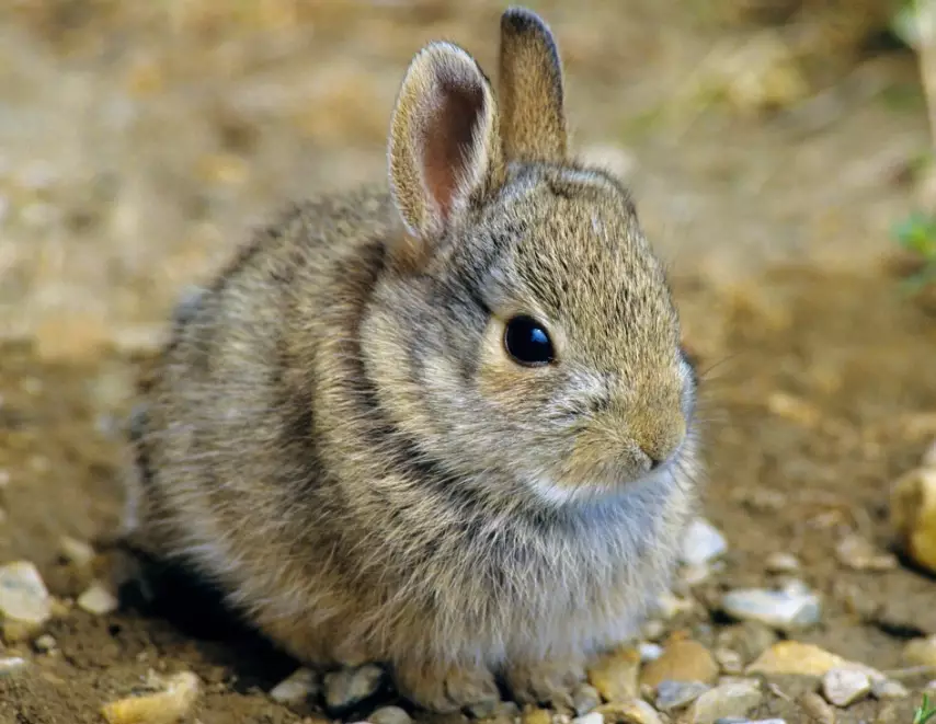baby rabbits