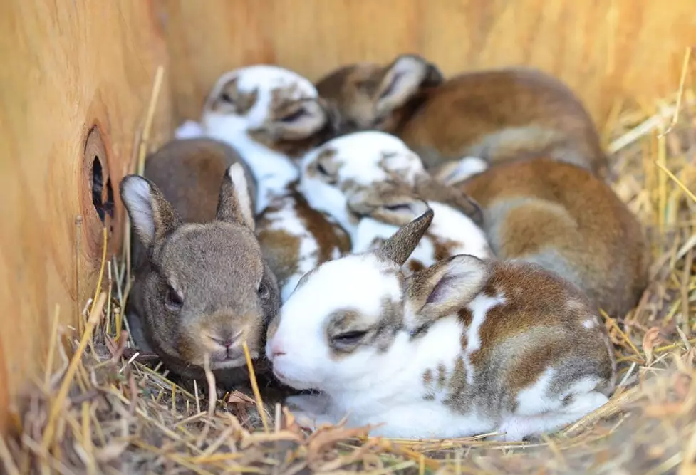 Are baby rabbits called bunnies?