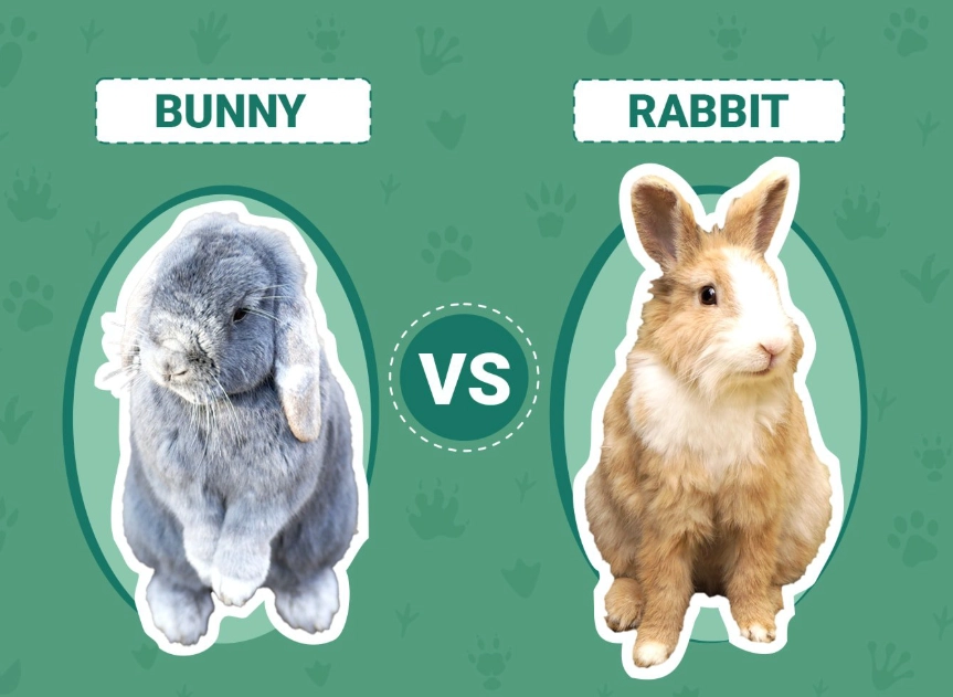 rabbit vs bunny difference
