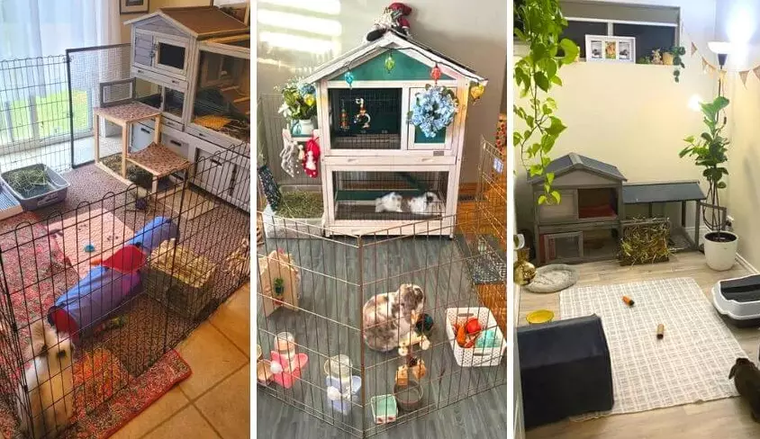 rabbit litter box setup rabbit litter box setup