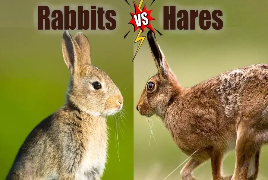 rabbit vs bunny difference