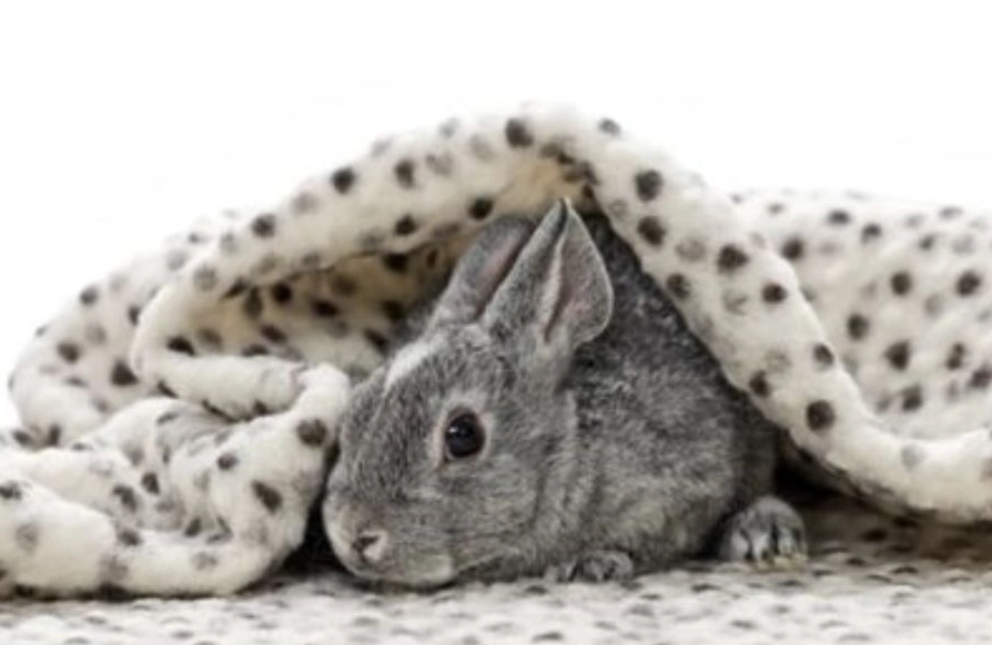 unsafe rabbit bedding