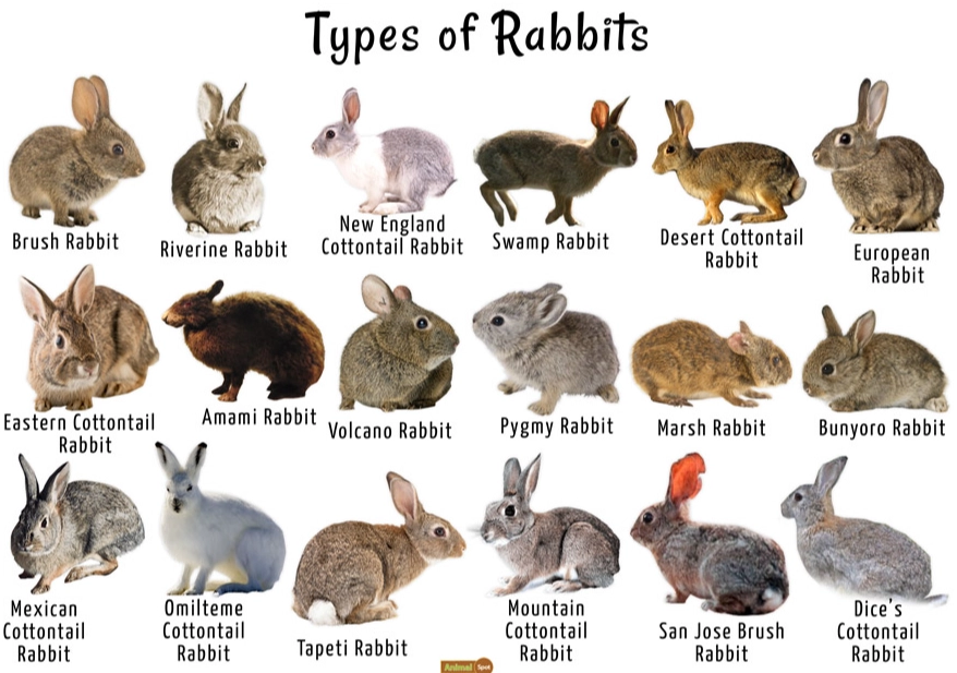 bunny vs rabbit difference