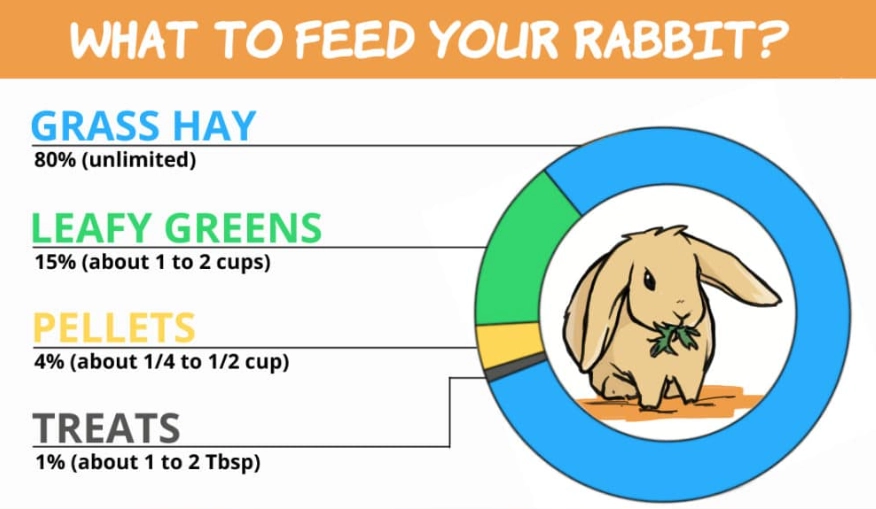 Disadvantages of rabbits as pets
