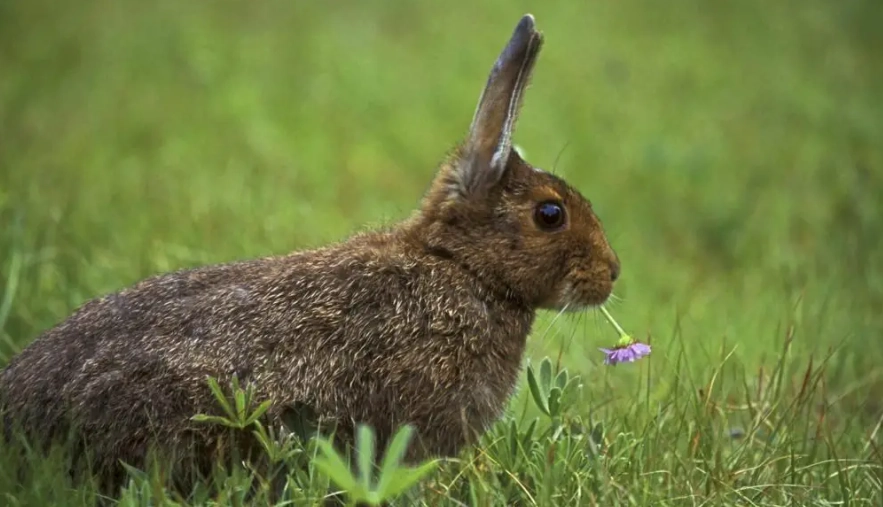 do wild rabbits eat bird seed