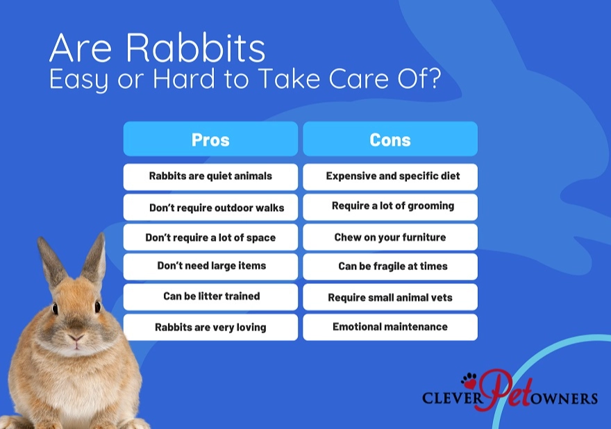 rabbits as pets cons rabbits as pets cons