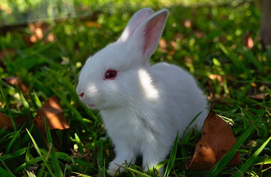 rabbit pet challenges rabbit pet challenges