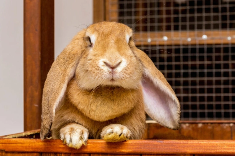 best bedding for rabbits best bedding for rabbits