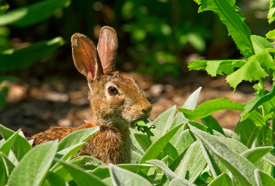 what to feed wild baby rabbits