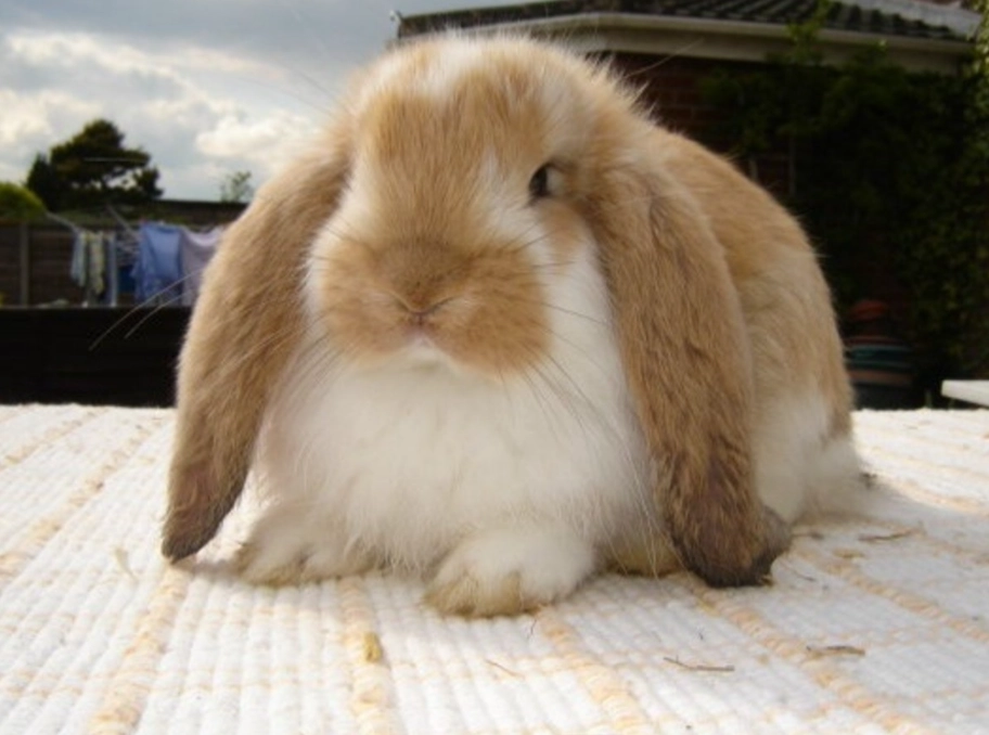family pet rabbit