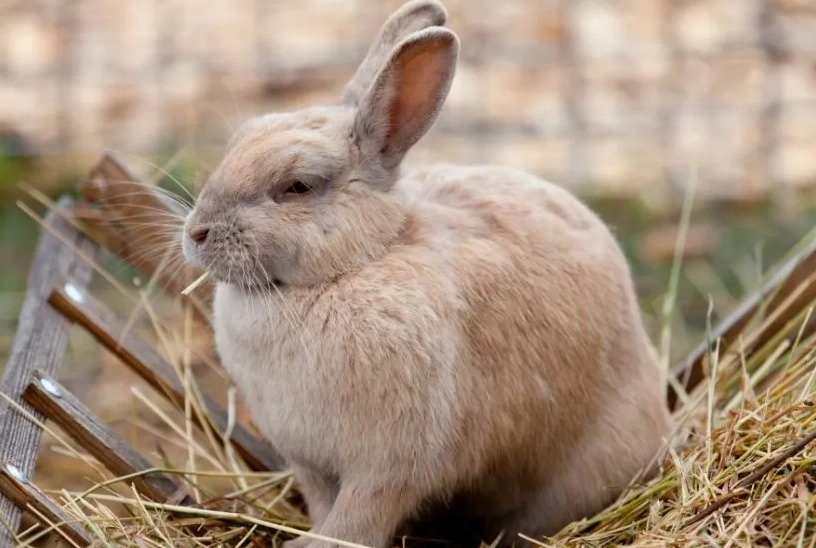 pregnant rabbit care