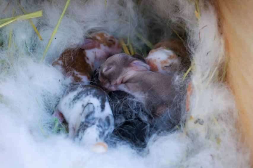 pregnant Flemish Giant rabbit care