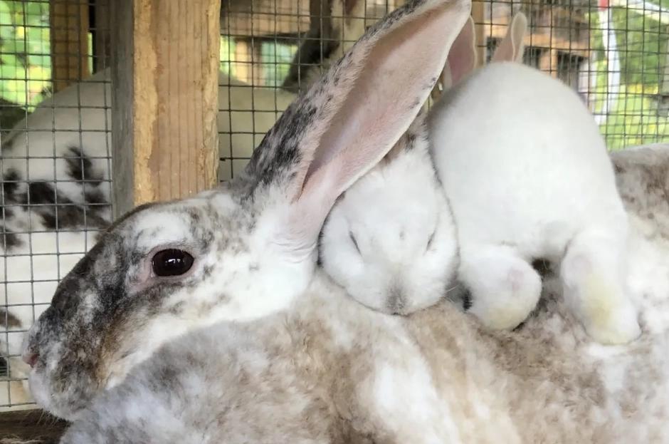 how long are Flemish Giant rabbits pregnant