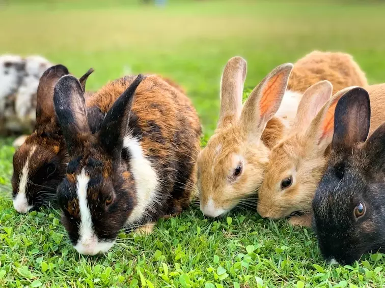 how long are Flemish Giant rabbits pregnant