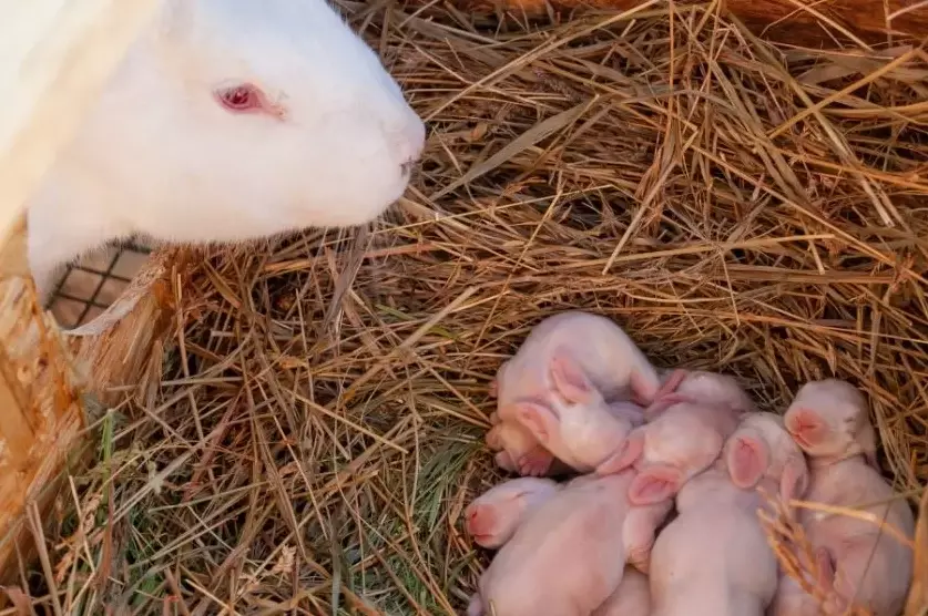 Gestation time rabbits by week
