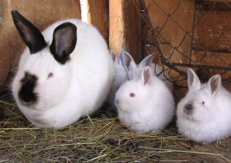 Californian rabbit breed standard