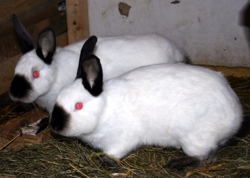 California rabbit show quality