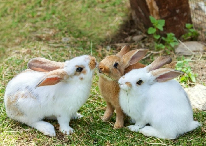 are rabbits good pets