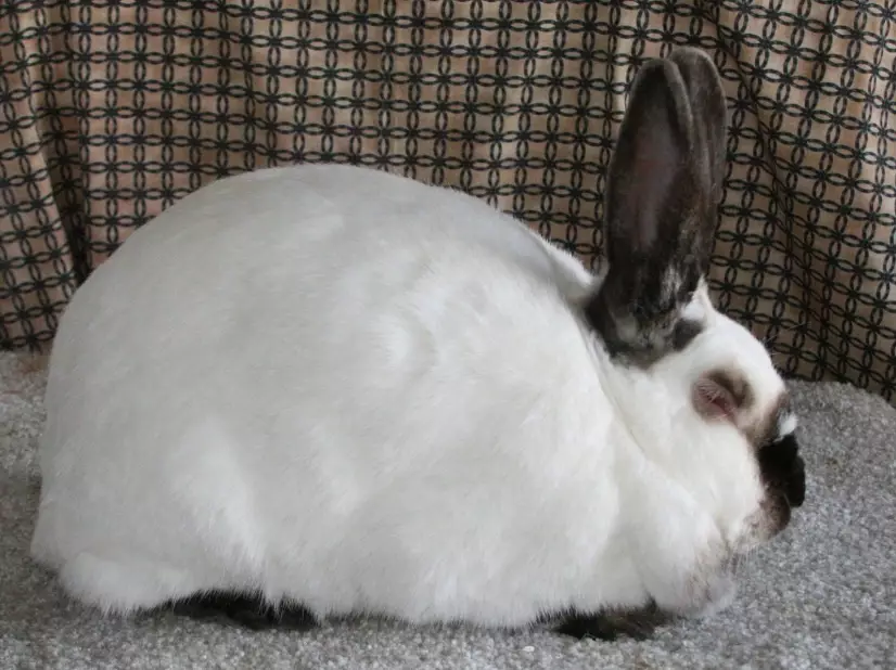 California rabbit show quality