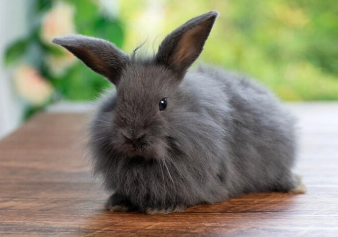 are rabbits good pets