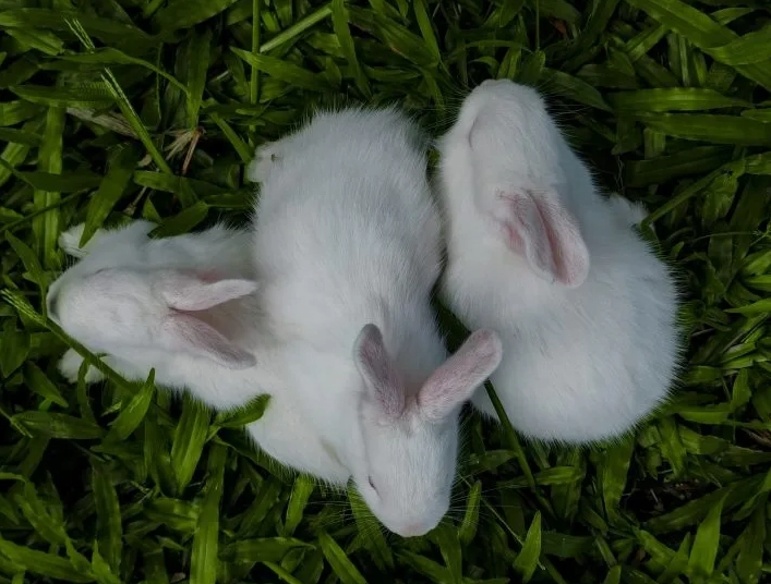 rex rabbit pregnancy length