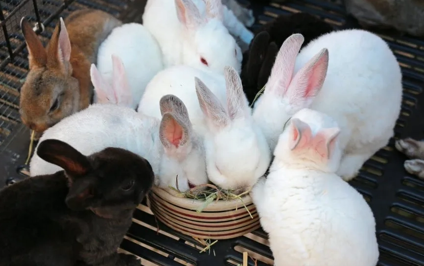 rex rabbit nesting behavior