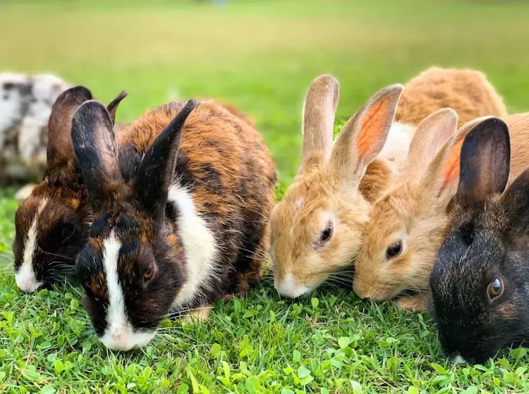 rex rabbit nesting behavior