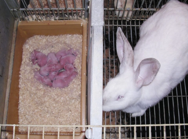 rex rabbit pregnancy length