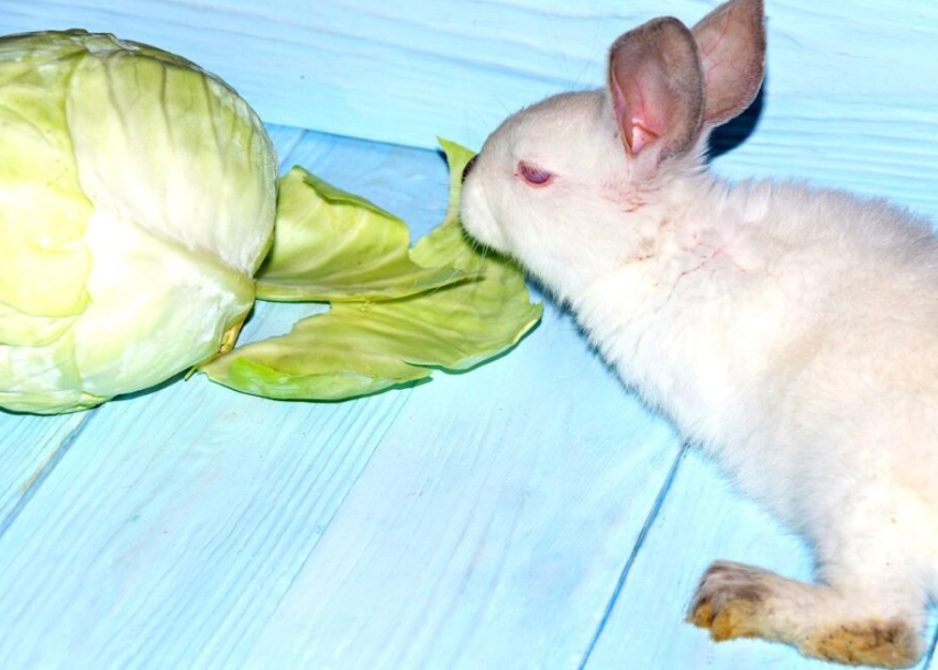 is cooked cabbage safe for rabbits