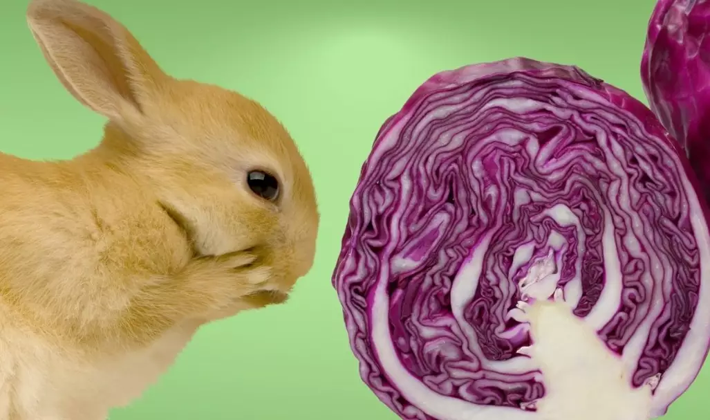 can rabbits eat cooked cabbage