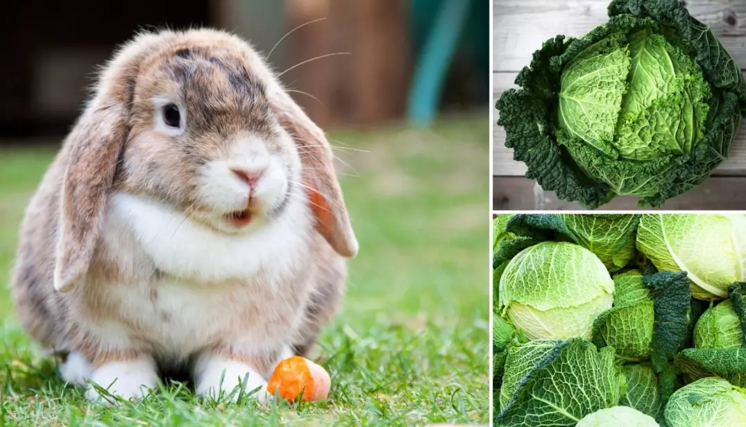 is cooked cabbage safe for rabbits