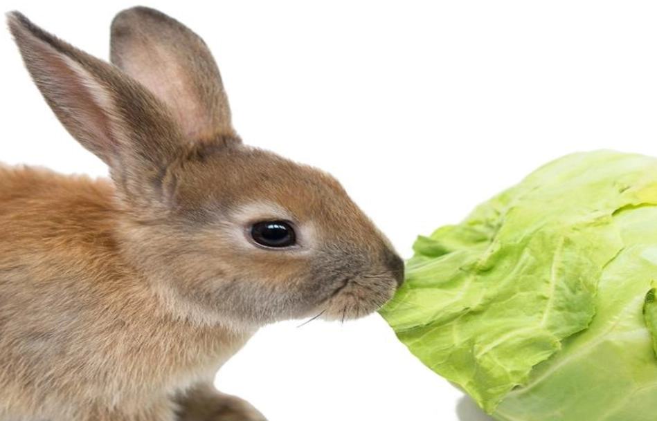 can rabbits eat cooked cabbage