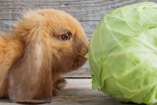 can rabbits eat carrots